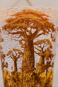  SACRED TREES BOUNKANI - Bougie Max24 / BAOBAB Collection