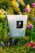 SAPPHIRE PEARLS - Bougie Max24 / BAOBAB Collection